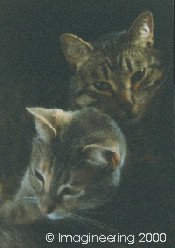 These are dacats